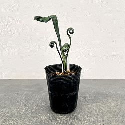 クンシラン：クリビア・カール3号ポット26-07