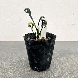 クンシラン：クリビア・カール3号ポット26-08