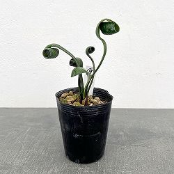 クンシラン：クリビア・カール3号ポット26-09