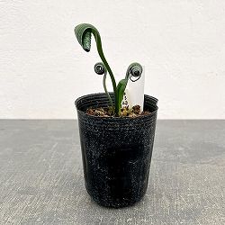 クンシラン：クリビア・カール3号ポット26-10