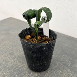 クンシラン：クリビア・カール3号ポット26-11