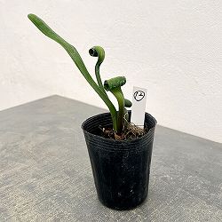 クンシラン：クリビア・カール3号ポット26-12