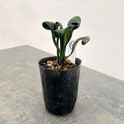 クンシラン：クリビア・カール3号ポット26-13