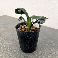 クンシラン：クリビア・カール3号ポット26-14