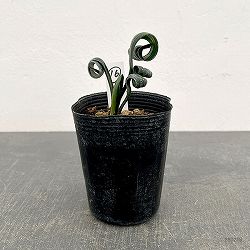 クンシラン：クリビア・カール3号ポット26-16