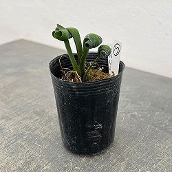 クンシラン：クリビア・カール3号ポット26-17