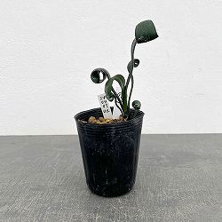 クンシラン：クリビア・カール3号ポット26-18