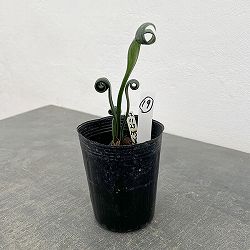 クンシラン：クリビア・カール3号ポット26-19