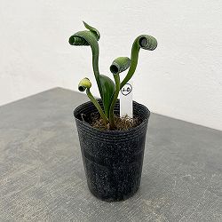 クンシラン：クリビア・カール3号ポット26-20