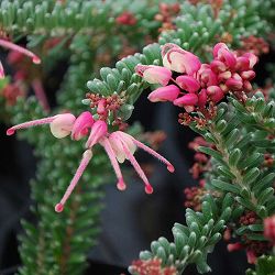 グレビレア：ラニゲラ5号鉢植え