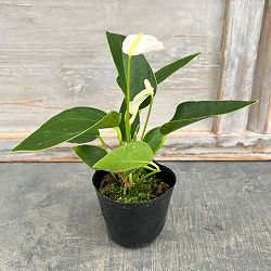 アンスリウム：エクリプス（イクリプス・白色）3号ポット