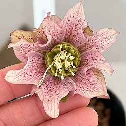 吉田園芸さんのクリスマスローズ：ヒデコートダブル26-02／4.5号ポット【現品販売】