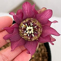 吉田園芸さんのクリスマスローズ：ヒデコートダブル26-05／4.5号ポット【現品販売】