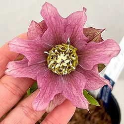 吉田園芸さんのクリスマスローズ：ヒデコートダブル26-07／4.5号ポット【現品販売】