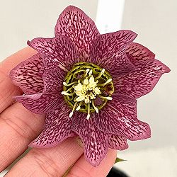 吉田園芸さんのクリスマスローズ：ヒデコートダブル26-09／4.5号ポット【現品販売】