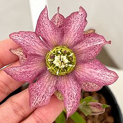 吉田園芸さんのクリスマスローズ：ヒデコートダブル26-11／4.5号ポット【現品販売】