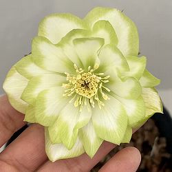 吉田園芸さんのクリスマスローズ：ピエラ26-01／4.5号ポット【現品販売】