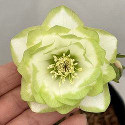 吉田園芸さんのクリスマスローズ：ピエラ26-02／4.5号ポット【現品販売】