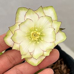 吉田園芸さんのクリスマスローズ：ピエラ26-03／4.5号ポット【現品販売】