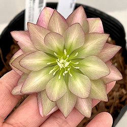 吉田園芸さんのクリスマスローズ：アンティークピエラ26-02／4.5号ポット【現品販売】