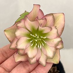 吉田園芸さんのクリスマスローズ：アプリコットピエラ26-01／4.5号ポット【現品販売】