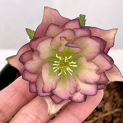 吉田園芸さんのクリスマスローズ：アプリコットピエラ26-02／4.5号ポット【現品販売】