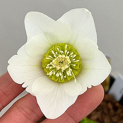 吉田園芸さんのクリスマスローズ：プリマネーヴェ26-01／4.5号ポット【現品販売】