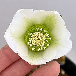 吉田園芸さんのクリスマスローズ：プリマネーヴェ26-03／4.5号ポット【現品販売】