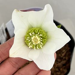 吉田園芸さんのクリスマスローズ：プリマネーヴェ26-06／4.5号ポット【現品販売】