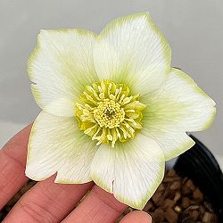 吉田園芸さんのクリスマスローズ：ピエラセミダブル26-01／4.5号ポット【現品販売】