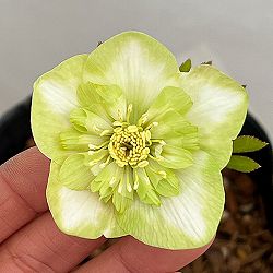 吉田園芸さんのクリスマスローズ：ピエラセミダブル26-03／4.5号ポット【現品販売】