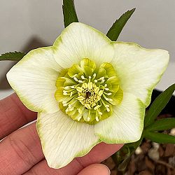 吉田園芸さんのクリスマスローズ：ピエラセミダブル26-04／4.5号ポット【現品販売】