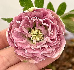 吉田園芸さんのクリスマスローズ：多弁交配26-01／4.5号ポット【現品販売】