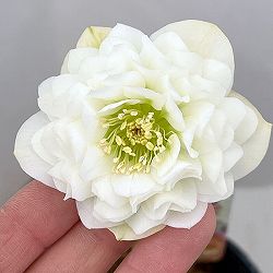 吉田園芸さんのクリスマスローズ：多弁交配26-02／4.5号ポット【現品販売】