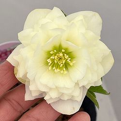 吉田園芸さんのクリスマスローズ：多弁交配26-05／4.5号ポット【現品販売】