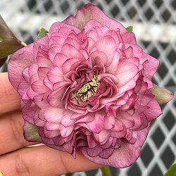 吉田園芸さんのクリスマスローズ：多弁交配26-07／4.5号ポット【現品販売】