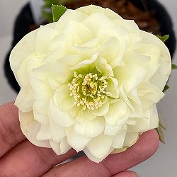 吉田園芸さんのクリスマスローズ：多弁交配26-08／4.5号ポット【現品販売】