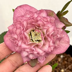 吉田園芸さんのクリスマスローズ：多弁交配26-10／4.5号ポット【現品販売】