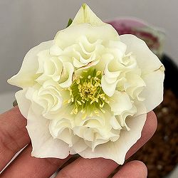 吉田園芸さんのクリスマスローズ：多弁交配26-11／4.5号ポット【現品販売】