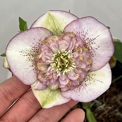 吉田園芸さんのクリスマスローズ：多弁交配セミダブル26-01／4.5号ポット【現品販売】