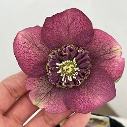 吉田園芸さんのクリスマスローズ：多弁交配セミダブル26-04／4.5号ポット【現品販売】