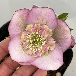 吉田園芸さんのクリスマスローズ：多弁交配セミダブル26-05／4.5号ポット【現品販売】