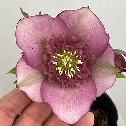 吉田園芸さんのクリスマスローズ：多弁交配セミダブル26-08／4.5号ポット【現品販売】