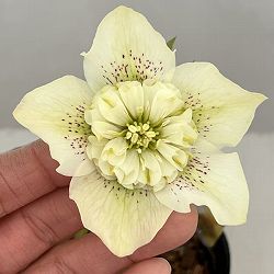 吉田園芸さんのクリスマスローズ：多弁交配セミダブル26-10／4.5号ポット【現品販売】