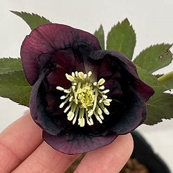 吉田園芸さんのクリスマスローズ：多弁交配セミダブル26-11／4.5号ポット【現品販売】