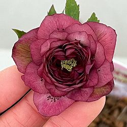 吉田園芸さんのクリスマスローズ：超多弁交配26-03／4.5号ポット【現品販売】