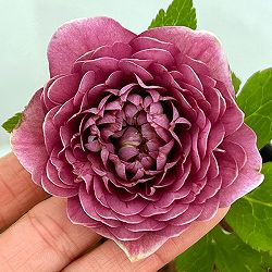 吉田園芸さんのクリスマスローズ：超多弁交配26-04／4.5号ポット【現品販売】