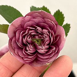 吉田園芸さんのクリスマスローズ：超多弁交配26-05／4.5号ポット【現品販売】