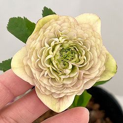 ●吉田園芸さんのクリスマスローズ：超多弁交配26-06／4.5号ポット【現品販売】