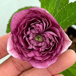 吉田園芸さんのクリスマスローズ：超多弁交配26-07／4.5号ポット【現品販売】